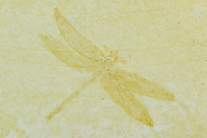 Fossil Dragonfly (Tharsophlebia) - Solnhofen Limestone #129385